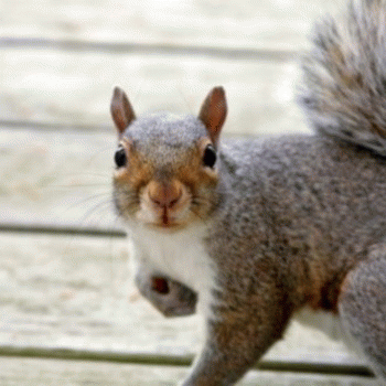 Sloth (USA-2) : I Brought My Own Ball. Can I Be on the Team?